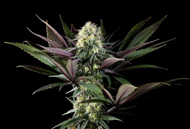 Apple Fritter feminised cannabis seeds by Kannabia for indoor and outdoor
